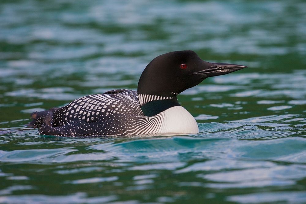 Common Loon